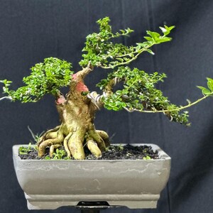Real picture _ actual tree _ tree bonsai _ premna microphylla _ small size