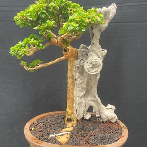 Puede incluir: Un árbol bonsái con hojas verdes vibrantes y un tronco marrón texturizado. El árbol está plantado en una maceta ovalada marrón con tierra oscura. Un trozo de madera desgastada, blanco-gris, se coloca junto al árbol, agregando un contraste único. El bonsái es un árbol en miniatura.