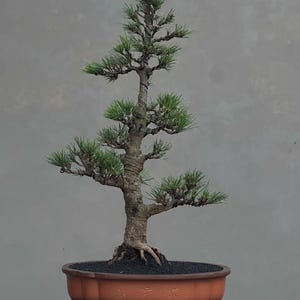 May include: A bonsai tree with green needles and a brown, textured trunk. The tree is planted in a reddish-brown ceramic pot filled with dark soil. The pot has Chinese characters on it. The bonsai is a miniature tree, a testament to the art of horticulture.