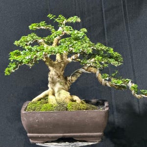 Real picture _ tree bonsai _ premna microphylla _ small size