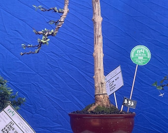 Bonsái de Desmodium Blue Bell / Estilo Bunjin Literati / Bonsái tropical de floración poco común / Árbol vivo para interior y exterior