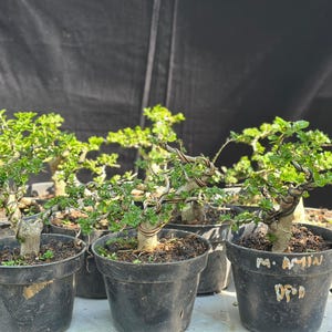 Whole sale_starter bonsai _ actual tree _ tree bonsai _ premna microphylla _ small size
