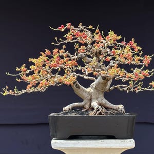 May include: A bonsai tree with a thick, light gray trunk and exposed roots, planted in a rectangular black ceramic pot. The branches are spread horizontally, featuring small, delicate green leaves and numerous clusters of tiny, vibrant red berries.