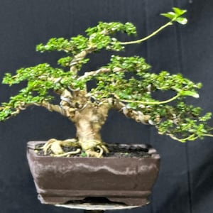 Real picture _ actual tree _ tree bonsai _ premna microphylla _ small size