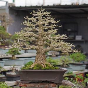 mehrzahl bonsai Prunus mahaleb- Felsenkirsche, ca. 13 jhrig, 30-35 cm, Gartenbonsai