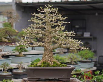 Hibiscus Tiliaceus _ árbol bonsái tropical _ estilo cokan _ para exhibición en interiores y exteriores