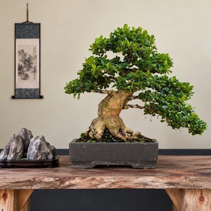 Può includere: Un bonsai con un tronco spesso e strutturato e un fitto fogliame verde piantato in un vaso rettangolare in ceramica grigio scuro, posizionato accanto a un piccolo gruppo di rocce grigie su una base in legno, creando una composizione equilibrata.