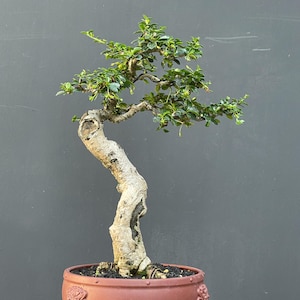 Può includere: Un bonsai con un tronco spesso, strutturato e di colore chiaro che si curva verso l'alto, caratterizzato da piccole foglie verdi e rami sottili. L'albero è piantato in un vaso rotondo in ceramica marrone rossiccio con dettagli in rilievo.