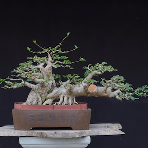 Premna microphylla Bonsai – Dubbelstammig bonsai med luftrötter, moget tropiskt träd, naturlig förgrening, unikt samlarexemplar