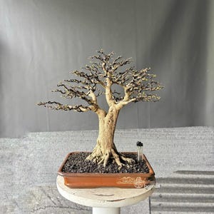 Chokkan Bonsai - Etsy