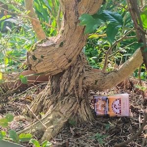 May include: A bonsai tree with a thick, textured trunk and branches. The tree's bark is a light brown color, and it has small green leaves. A pack of cigarettes rests at the base of the tree.
