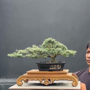 Flowering Blue Bell /desmodium Bonsai – Small Purple Bloom Bonsai Tree for Gift & Home Accent”
