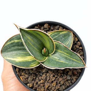 May include: A potted Sansevieria plant, also known as a snake plant, with green and yellow striped leaves. The plant is in a black plastic pot filled with dark brown soil and small rocks. The leaves have a white border.