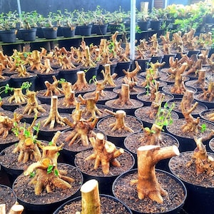 küstenmammutbaum bonsai Bonsai-Baum main image 1