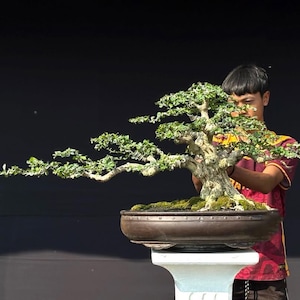 Pode incluir: Um bonsai com um tronco grosso, texturizado e de cor clara, com ramos espalhados em camadas cobertos por pequenas folhas verdes. A árvore está plantada num vaso de cerâmica castanho-escuro, largo e raso, com terra e musgo sobre um suporte branco.