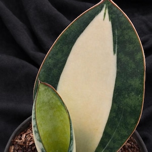 Sansevieria Mediopicta - Etsy