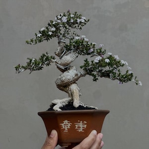 Può includere: Un bonsai con un tronco spesso e attorcigliato di colore chiaro, fogliame verde scuro e piccoli fiori bianchi. L'albero è modellato con filo metallico argentato e piantato in un vaso di ceramica marrone esagonale con caratteri cinesi bianchi.