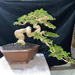 Premna Microphylla Bonsai Tree Small Size | Twisted Trunk Semi Cascade Style | Tropical Live Bonsai | Rare Collectible Pre Bonsai