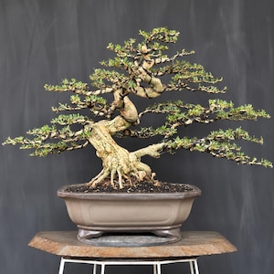 Blaue Glockenblume (Desmodium unifoliatum), mittelgroßer, ausgewachsener Bonsai, exotischer tropischer Bonsai, lebende Pflanze
