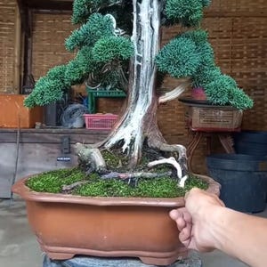 Op de afbeelding: Een bonsai-boom in een bruine rechthoekige pot. De boom heeft groene bladeren en een lichtgekleurde stam. De pot staat op een donkerblauwe basis. De achtergrond is een bamboewand.