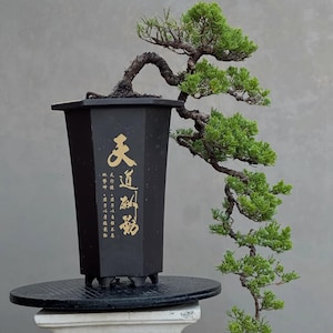 May include: A cascading bonsai tree with a textured brown trunk and vibrant green needles, planted in a tall, hexagonal black pot. The pot features gold Chinese calligraphy characters vertically inscribed on the front face of the container.