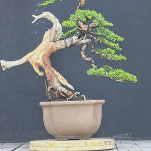 Juniperus Chinensis Bonsai Medium | Twisted Trunk Juniper with Dramatic Deadwood | Bunjin Style Bonsai Tree | Outdoor Bonsai,co