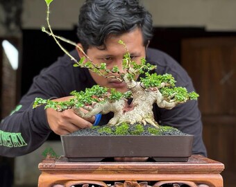 Árbol Bonsái Premna Microphylla – Arte Bonsái Tropical de Interior (pequeño)