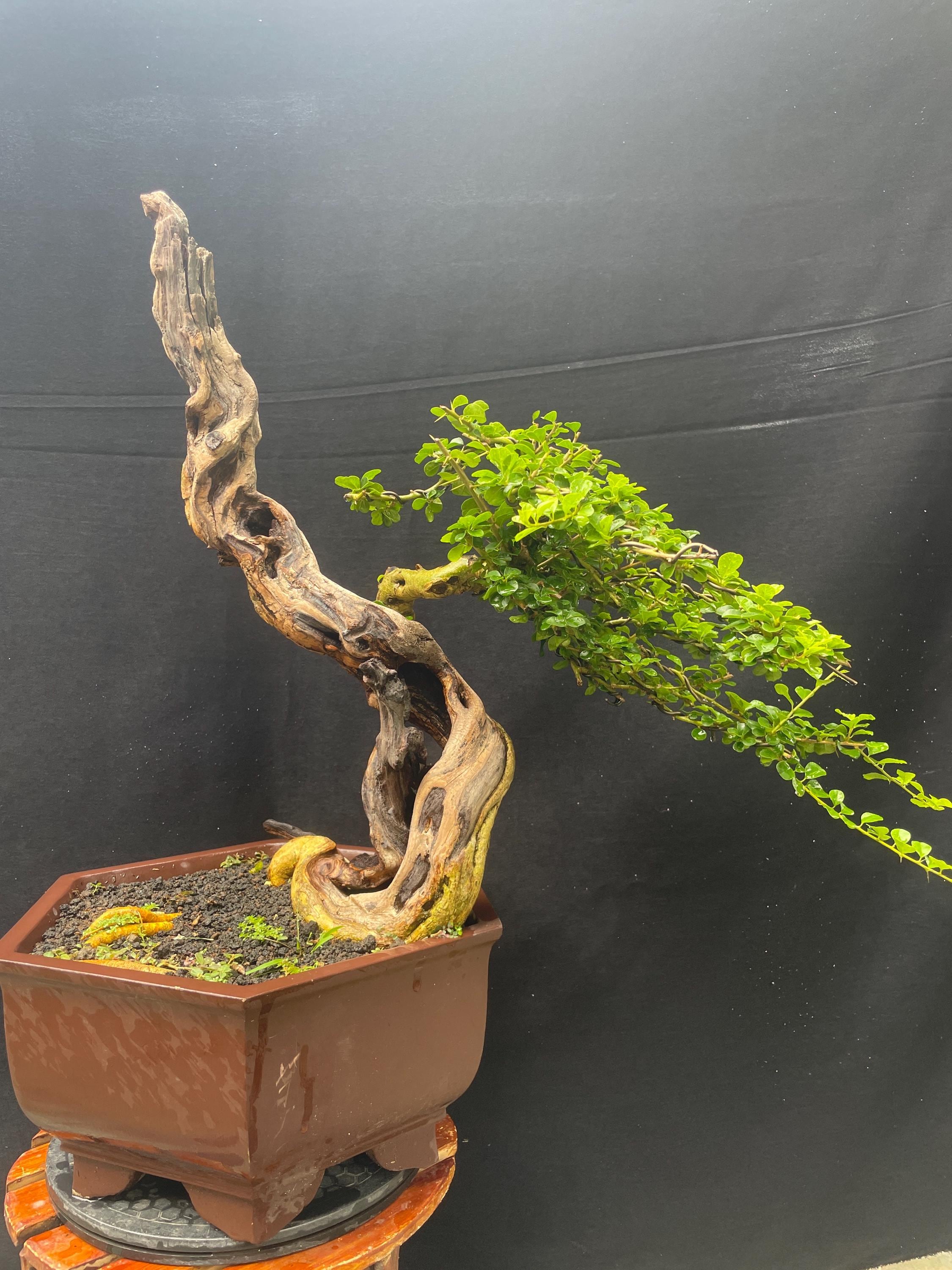 Literati Bonsai Tree - Etsy