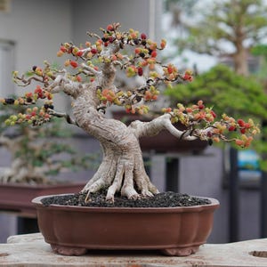 Morus alba mullbärsbonsai – Litet fruktbonsaiträd, mogen stam, vackra bär, tropisk fruktbonsai