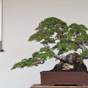 Può includere: Un bonsai maturo con fitto fogliame verde e un tronco spesso, nodoso e segnato dal tempo, piantato in un vaso rettangolare in ceramica marrone. A sinistra, un rotolo da parete verticale mostra un dipinto paesaggistico con alberi, montagne e acqua.