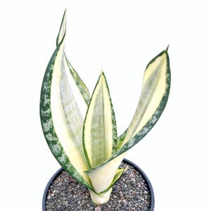 snake plant good for allergies Sansevieria Robusta, Snake Plant