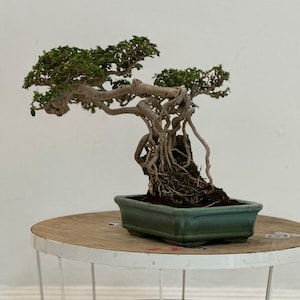 Real picture _ tree bonsai _ premna microphylla _ small size