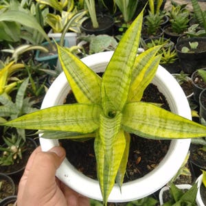 Gabriella Plants - Etsy Singapore