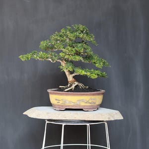 Könnte beinhalten: Ein kleiner Bonsai-Baum mit dichtem grünem Laub und strukturiertem Stamm, gepflanzt in einem gelben Keramiktopf mit dekorativen Landschaftsillustrationen. Der Topf hat einen breiten Rand und steht auf einer flachen Steinplatte.
