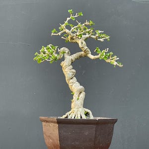 Può includere: Un bonsai con un tronco spesso, ritorto e di colore chiaro, con radici esposte e rami sottili con piccole foglie verdi. L'albero è piantato in un vaso di ceramica esagonale marrone scuro con una finitura liscia e un bordo largo e piatto.