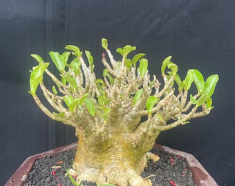 Immagine reale _ albero bonsai _ adenium _ piccole dimensioni