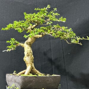 Real picture _ tree bonsai _ premna microphylla _ small size