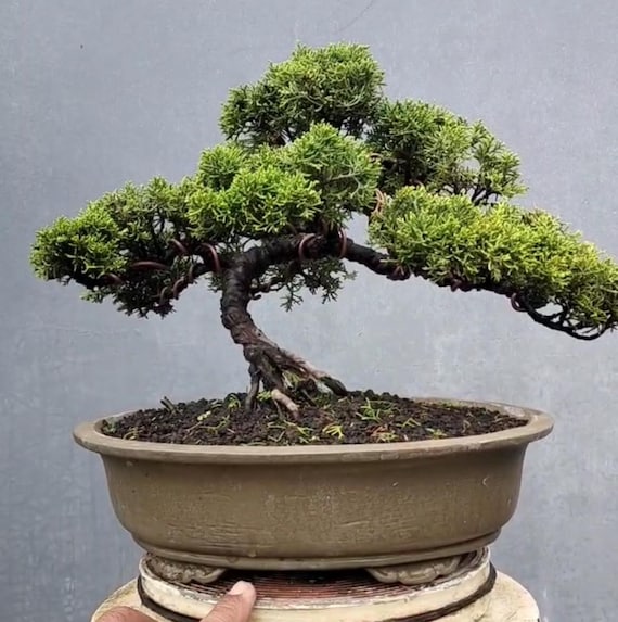schlangenhaut ahorn bonsai Schlangenhaut-Ahorn - Acer davidii