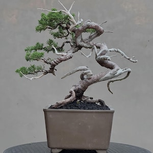 Può includere: Un bonsai di ginepro con un tronco marrone contorto e usurato con sezioni di legno morto esposte. L'albero presenta ciuffi di fogliame verde brillante sul lato sinistro ed è piantato in un vaso di ceramica rettangolare marrone opaco con terriccio.