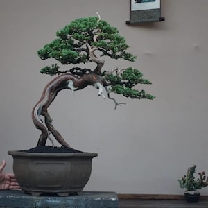 Può includere: Un albero bonsai maturo con un tronco curvo e fogliame verde. L'albero è piantato in un vaso di ceramica marrone e poggia su una superficie di pietra. Un piccolo cactus è in un vaso a destra.