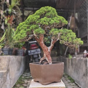 Bonsai di Juniperus Chinensis, Ginepro cinese maturo, Tronco doppio, Tronco vecchio, Ramificazione raffinata, Bonsai da collezione, Albero vivo