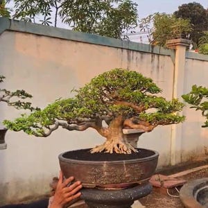 Bonsái de jazmín acuático (Wrightia religiosa) – Ejemplar mediano – Tronco envejecido y raíces expuestas – Bonsái tropical raro – Árbol de colección