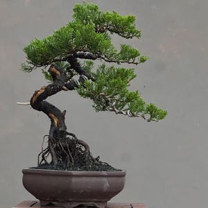 Pode incluir: Um bonsai de zimbro com um tronco escuro, texturizado e retorcido com raízes expostas, plantado num vaso de cerâmica castanho, raso e oval. A árvore apresenta uma folhagem verde vibrante em forma de agulha disposta em níveis com fios metálicos.