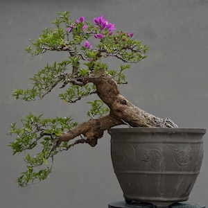 May include: A bonsai tree with a thick, textured brown trunk and branches extending to the left, featuring small green leaves and vibrant purple flowers. The tree is planted in a dark brown, round ceramic pot with embossed decorative patterns.