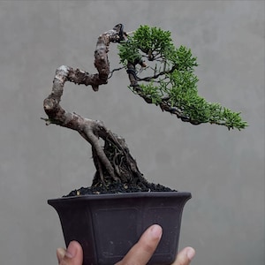 Può includere: Un bonsai con un tronco marrone nodoso e strutturato con radici esposte, caratterizzato da un fogliame verde brillante a forma di ago disposto in una forma curva. L'albero è fissato con filo metallico nero e piantato in un vaso quadrato scuro.