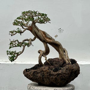 Real picture _ tree bonsai _ premna microphylla _ small size