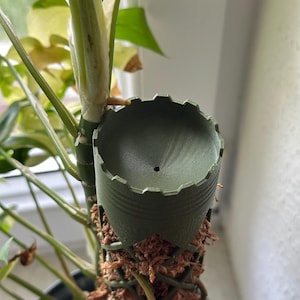 Könnte beinhalten: Ein grüner, 3D-gedruckter Pflanzenstützring mit dekorativem, gekerbtem Rand. Der Ring ist zur Aufnahme eines Pflanzenstängels konzipiert und an einem Moosstab befestigt. Die Pflanze hat grüne und gelbe Blätter.