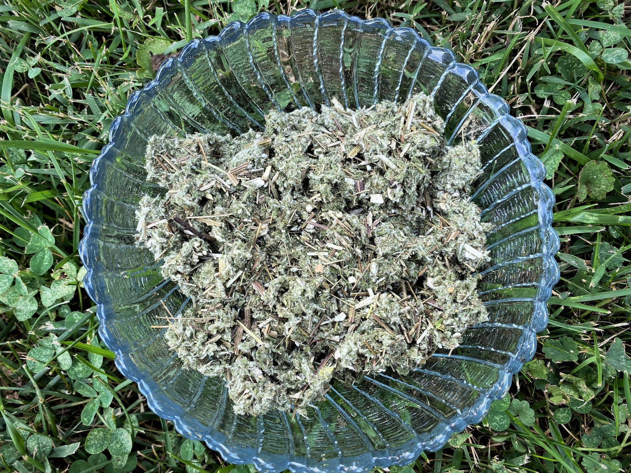 Mugwort, Organic, 1 oz, Artemisia vulgaris, Dried Herb, Witch, Wiccan…