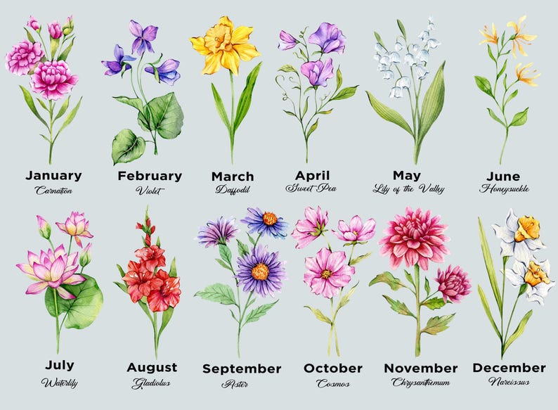 May include: Watercolor illustration of twelve different flowers, each representing a month of the year. Includes Carnation, Violet, Daffodil, Sweet Pea, Lily of the Valley, Honeysuckle, Waterlily, Gladiolus, Aster, Cosmos, Chrysanthemum, and Narcissus.