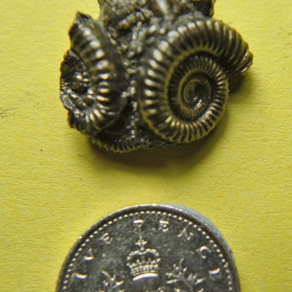 Pendant, Rare Fossil Ammonite Cluster, Pyrite,  Bronze Gold, Unique  Thuya Treen Presentation Box,3926